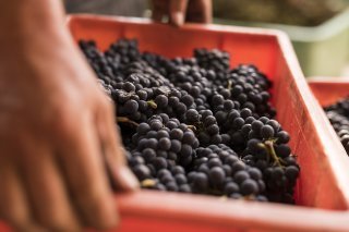 L'an dernier en Valais, 45,7 millions de kilos de raisins ont été encavés. Un volume semblable aux vendanges 2019 et 2022. (Archives). KEYSTONE/ALESSANDRO DELLA VALLE
